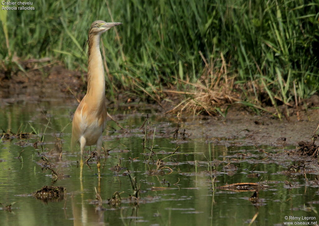 Squacco Heron