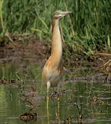 Squacco Heron