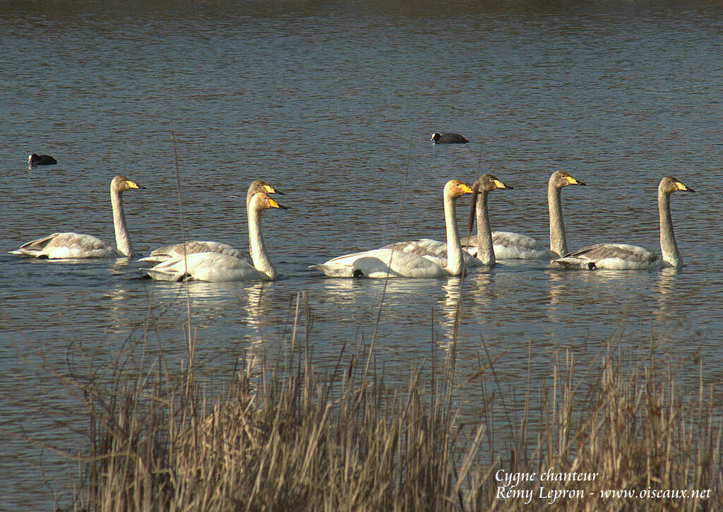 Whooper Swan