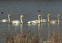 Cygne chanteur