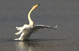 Whooper Swan