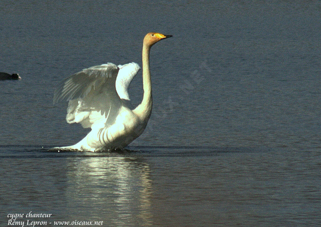 Cygne chanteuradulte