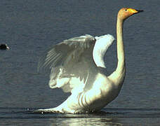 Cygne chanteur