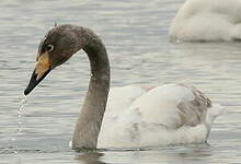 Cygne chanteur