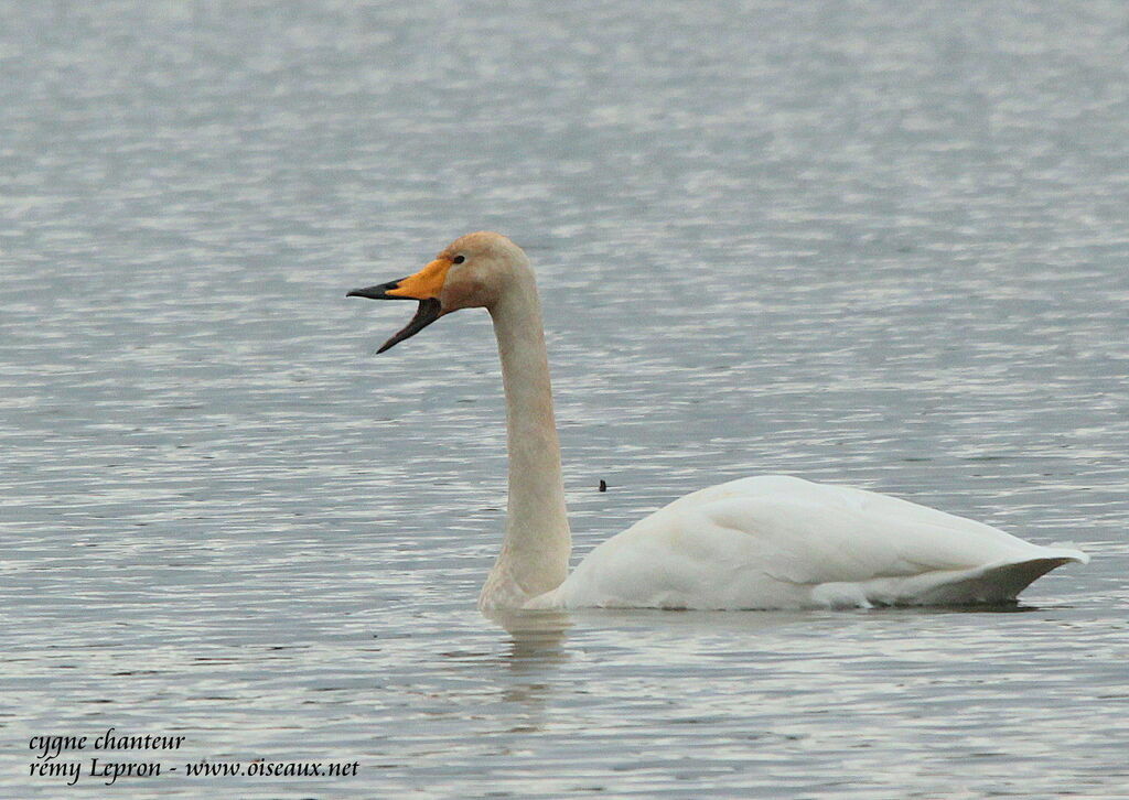 Cygne chanteuradulte