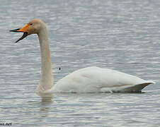 Cygne chanteur