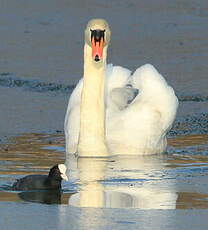 Cygne tuberculé