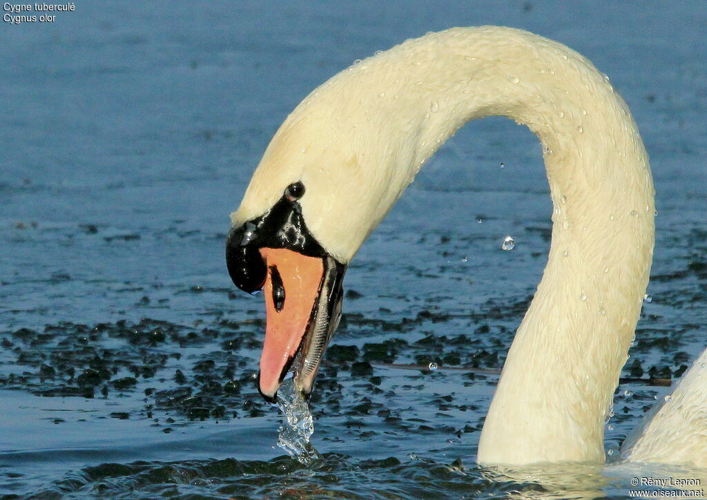 Cygne tuberculéadulte