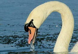 Mute Swan