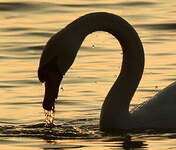 Cygne tuberculé