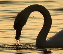 Mute Swan