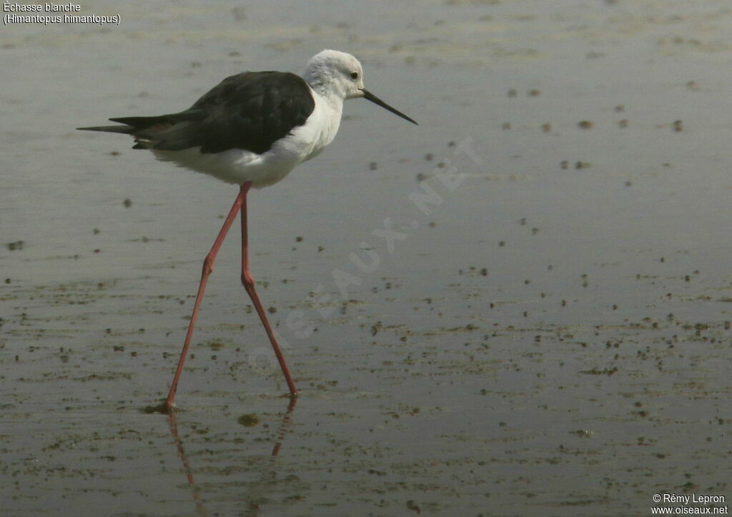 Black-winged Stiltadult