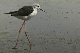 Black-winged Stilt