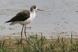 Black-winged Stilt