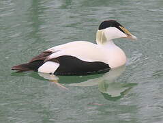 Common Eider