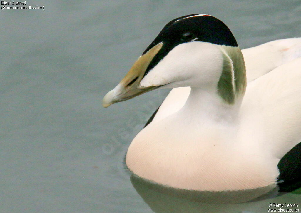 Eider à duvet mâle adulte nuptial