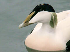 Common Eider