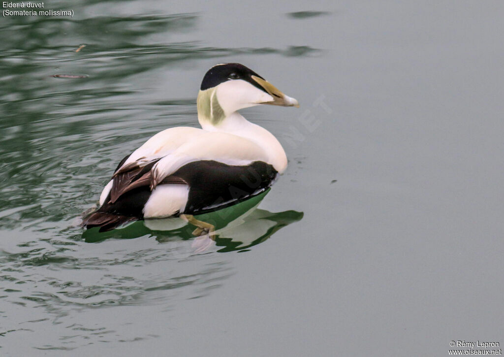 Eider à duvet mâle adulte nuptial