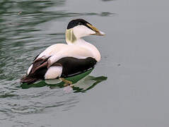 Eider à duvet