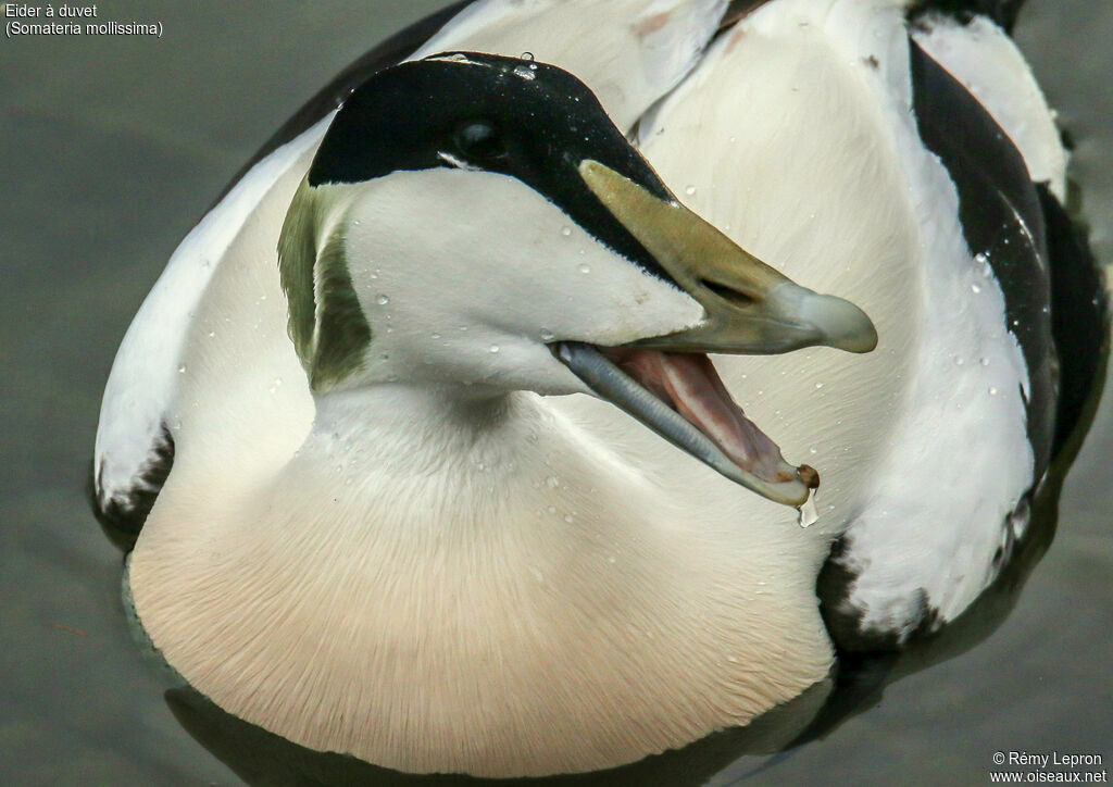 Common Eider male adult breeding