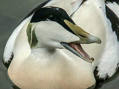 Common Eider