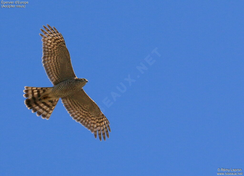 Eurasian Sparrowhawk female adult, Flight