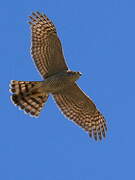 Eurasian Sparrowhawk