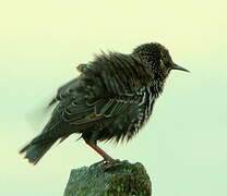 Common Starling