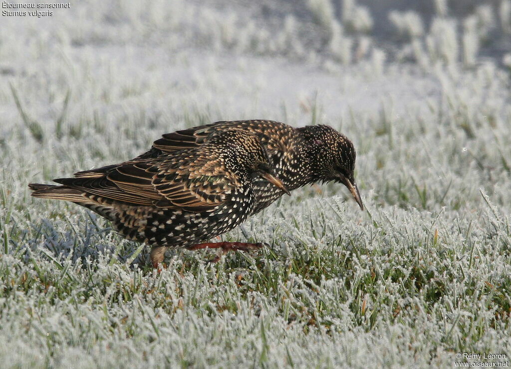 Common Starling