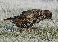 Common Starling