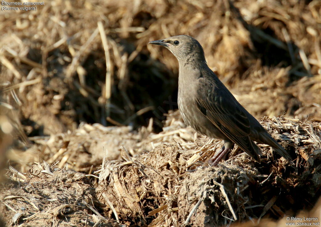 Common Starlingjuvenile