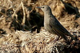 Common Starling