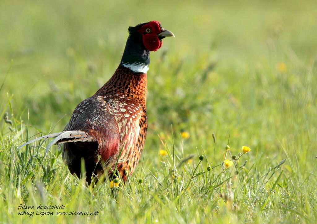 Common Pheasant male adult