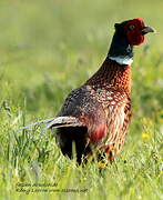 Common Pheasant