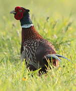 Common Pheasant