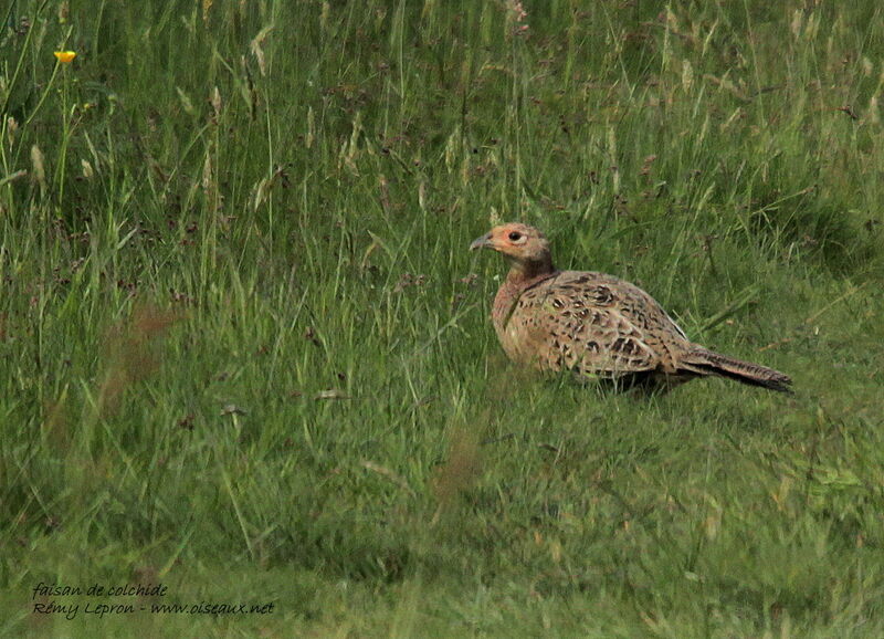 Common Pheasant female adult