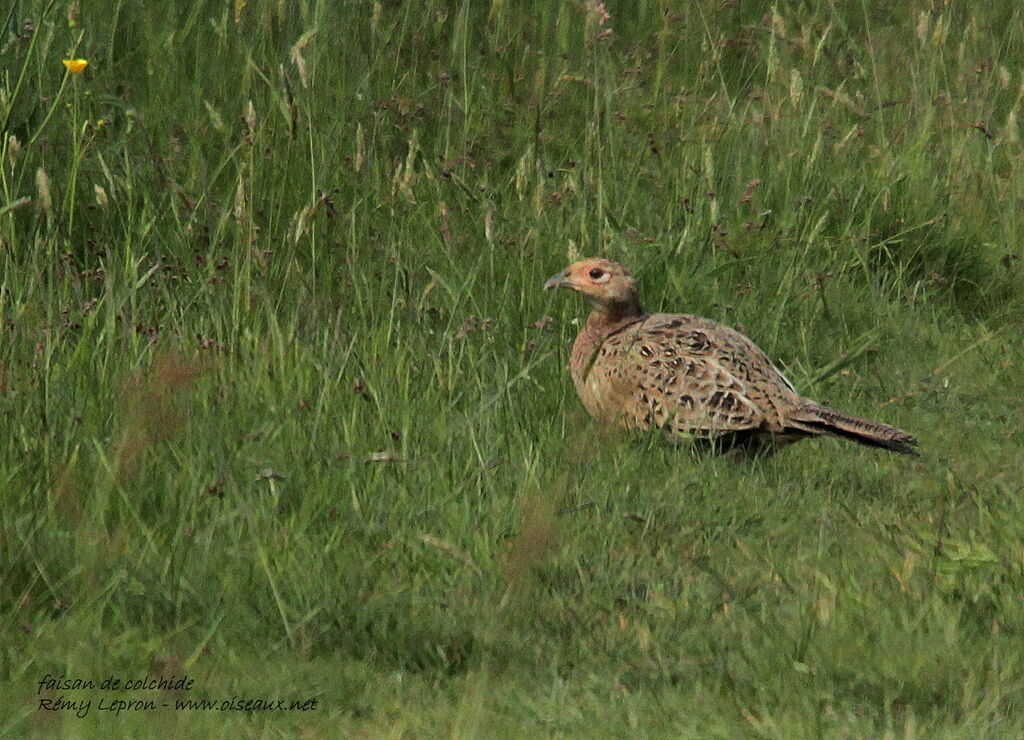 Common Pheasant female adult