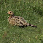 Common Pheasant