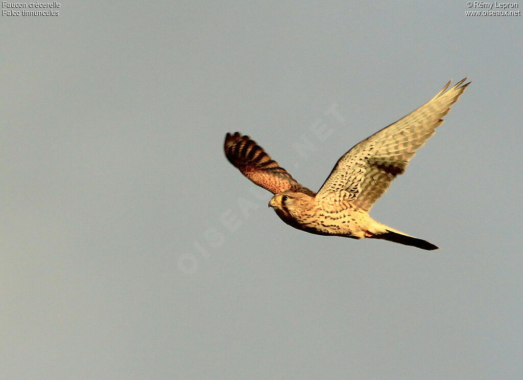 Common Kestrel female