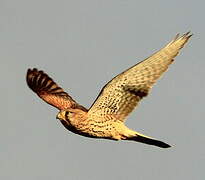 Common Kestrel