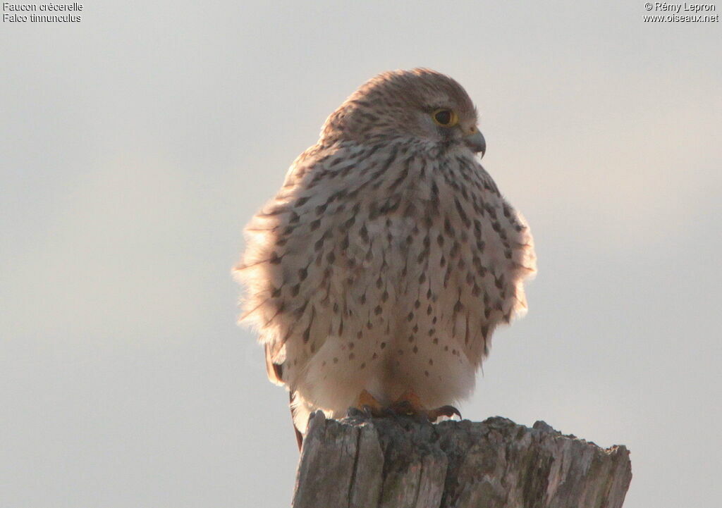 Common Kestrel female