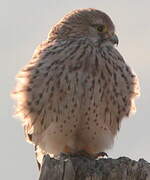 Common Kestrel