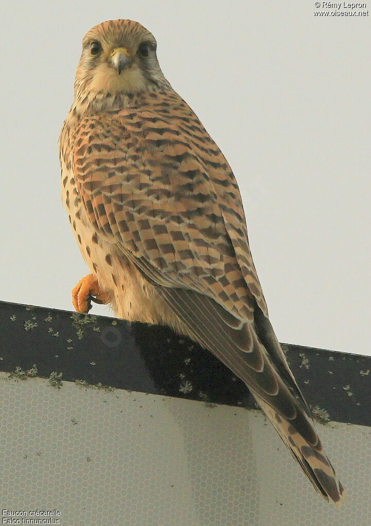 Faucon crécerelle femelle