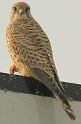 Common Kestrel