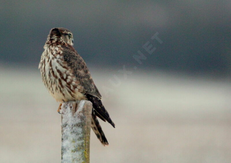 Merlin female adult