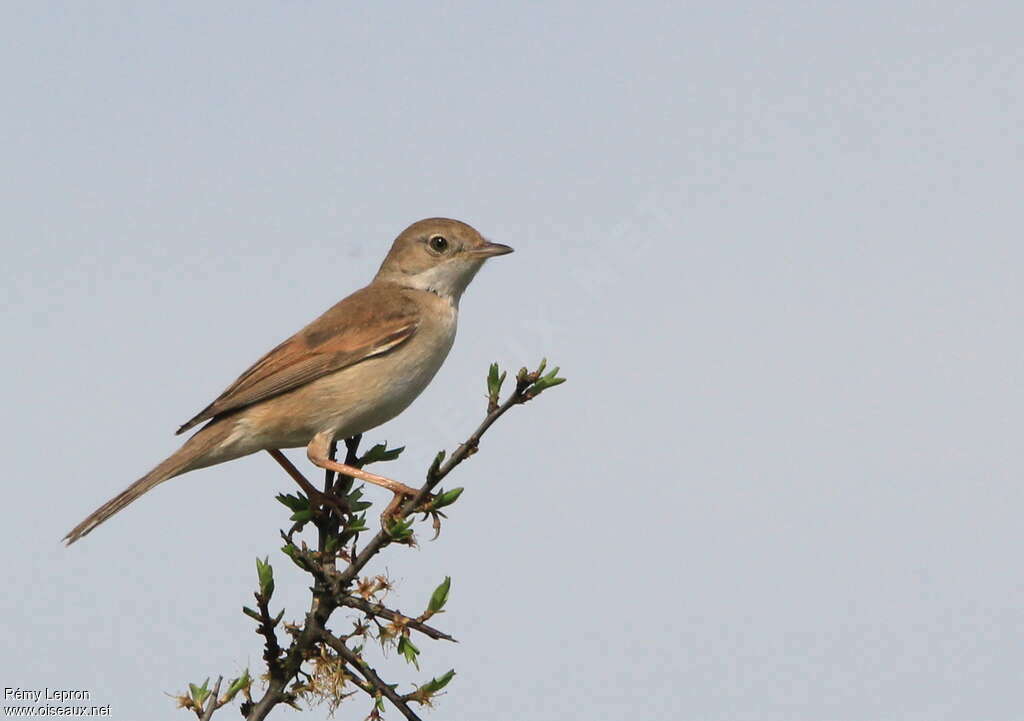 Fauvette grisette femelle adulte, identification