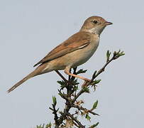 Common Whitethroat