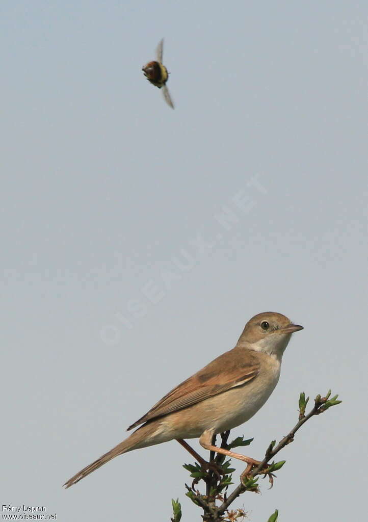 Common Whitethroat female adult, identification