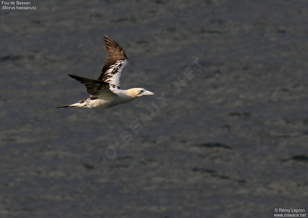 Northern Gannet