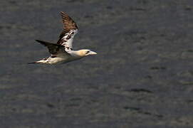 Northern Gannet